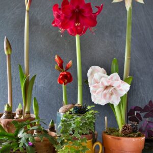 'Minerva' Amaryllis Kit