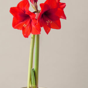 gallery_the-sill_detail_amaryllis-red-lion-mature-bulb_prospect_pale-grey-7.jpg Pre-Potted 'Red Lion' Amaryllis