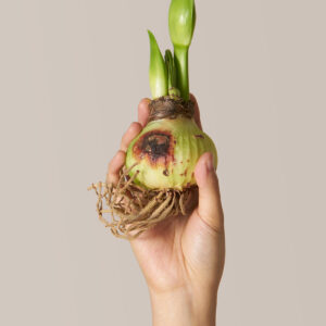 'Charming' Amaryllis Kit