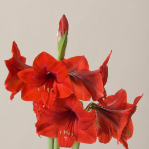 gallery_the-sill_potted-plant_3-amaryllis-top-choice-dormant-bulbs_grant_pale-grey-7.jpg Pre-Potted 'Bingo' Amaryllis