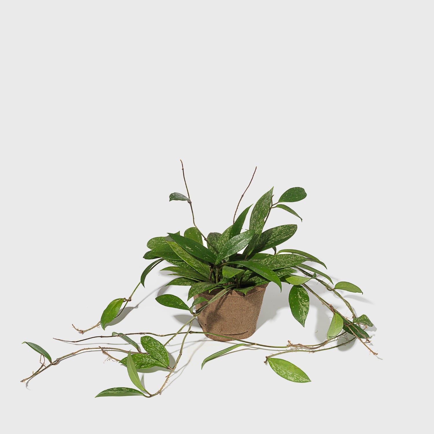 Pink Silver Plant 6"