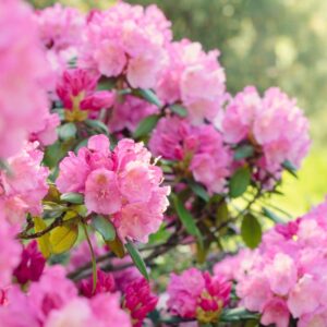 iStock-1165770483.jpg Roseum Pink Rhododendron