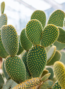 Bunny Ear Cactus