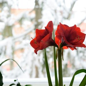 Waxed Amaryllis Bulb