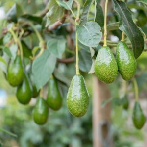 iStock-1392376131.jpg Pancho Cold Hardy Avocado