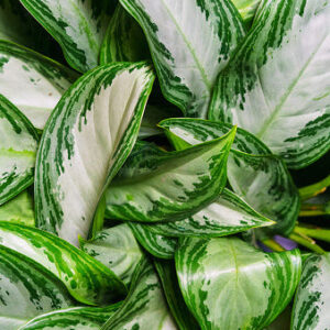 Aglaonema Silver Bay