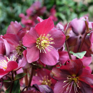 iStock-1735592949.jpg Ice N' Roses® Red Helleborus