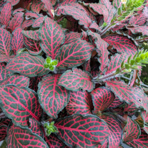 Fittonia Nerve Plant 'Red'