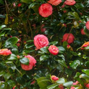 iStock-477232624.jpg Jack's Camellia