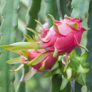 iStock-637413950.jpg Edgar's Baby Dragon Fruit