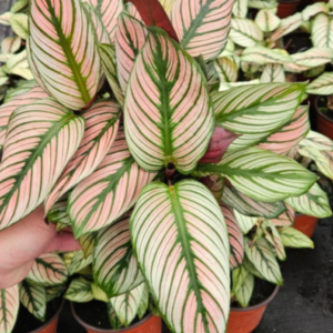Calathea 'White Star'