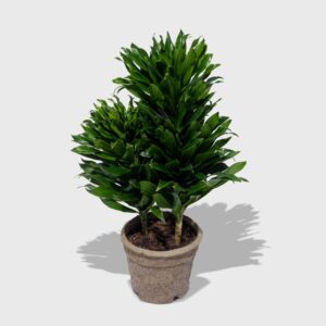 janet_craig_8in_PDP_03.jpg Dracaena Janet Craig 8"