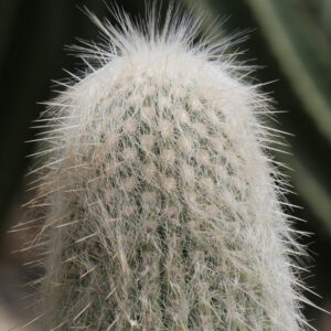 Old Man Cactus