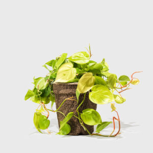 phildendron_neon_8in_PDP_01.jpg Philodendron Neon 8"