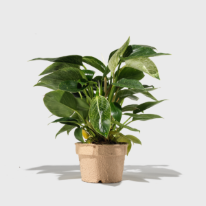 Philodendron 'Birkin' 6"