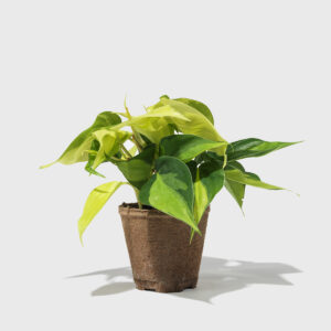 philodendron_brasil_4in_PDP_01.jpg Philodendron Hederaceum 4"