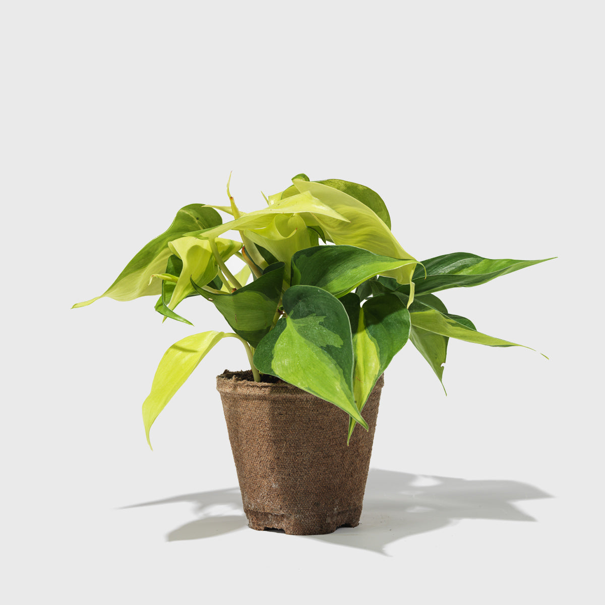 Philodendron Hederaceum 4"