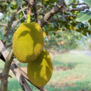 shutterstock_1556118278.jpg Jackfruit Tree