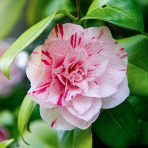 shutterstock_1706070694.jpg LA Peppermint Camellia