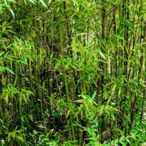 Black Bamboo