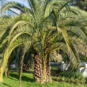 shutterstock_1999728539.jpg Pindo Palm