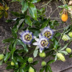 Passion Fruit