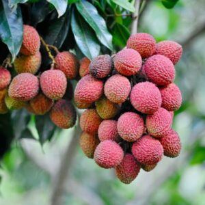 shutterstock_2241009537.jpg Mauritius Lychee