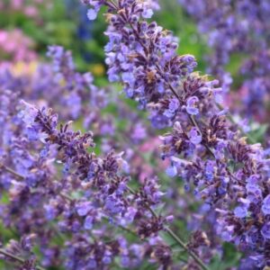 shutterstock_2345513111.jpg Picture Purrfect Catmint