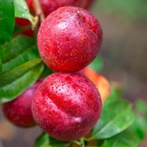Flavortop Nectarine Tree