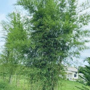 Maculata Bamboo