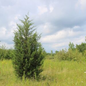 Brodie Eastern Red Cedar