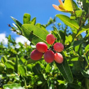 shutterstock_2502228077.jpg Miracle Fruit