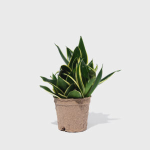 Black Gold Snake Plant 4"