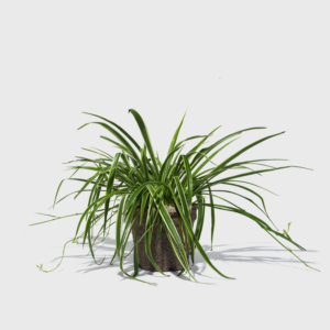 Variegated Spider Plant 8"