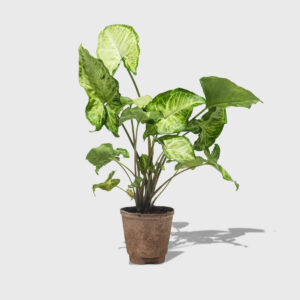 Arrowhead Plant 4"