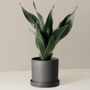 Snake Plant Silver Flame