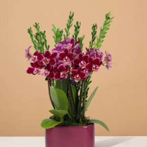the-sill_4IN_Dk_Purple_Duo_Jan_Purple_Pot_w_Pubescens_PI_1.jpg Small Double Orchid