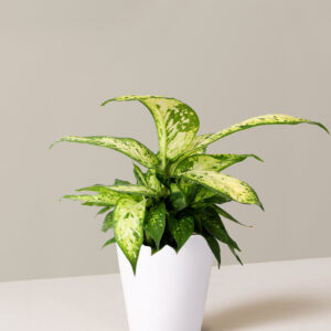 the-sill_5IN_Dieffenbachia_Star_Bright_Grow_Pot_PI_in_5IN_Ceramic_Quinn_White_Pot_Variant.jpg Dieffenbachia Star Bright