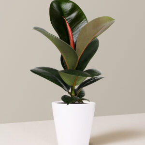 Ficus Chloe