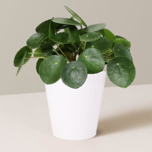 the-sill_5IN_Pilea_Peperomoides_2_in_5IN_Ceramic_Quinn_White_Pot_Variant.jpg Pilea Peperomioides