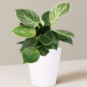 the-sill_5_IN_Philodendron_Birkin_in_5IN_Ceramic_Quinn_White_Pot_Variant.jpg Philodendron Birkin
