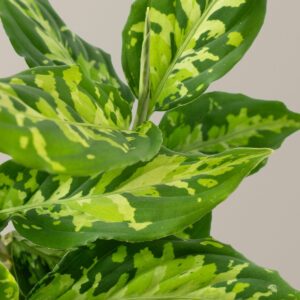 Aglaonema Pictum Tricolor