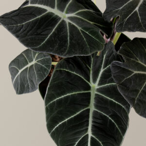 Alocasia 'Black Velvet'