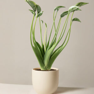 Alocasia ‘Tiny Dancer’