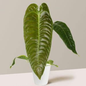 Anthurium Veitchii 'King Anthurium'