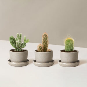 Cacti Assortment