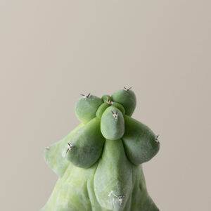 the-sill_Boobie-Cactus_Gallery_2.jpg Myrtillocactus Geometrizans 'Boobie Cactus'