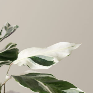 Calathea White Fusion