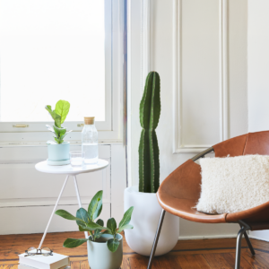 the-sill_Cereus-Peruvianus_Variant-4.png Large Peruvian Apple Cactus