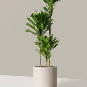 the-sill_Dracaena-Compacta-Cane_Large_Pallas_Cream_Variant_1.jpg Large Dracaena Compacta Cane